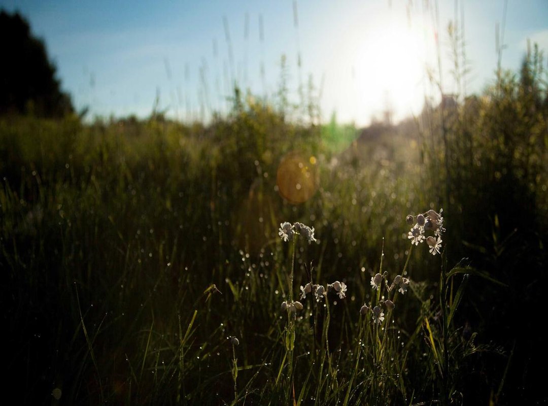 How It Stacks Up: Jellybeanbrains vs. The Competition
