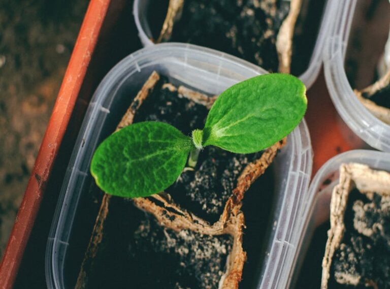 What Do I Need to Start a Herb Garden Appcyard