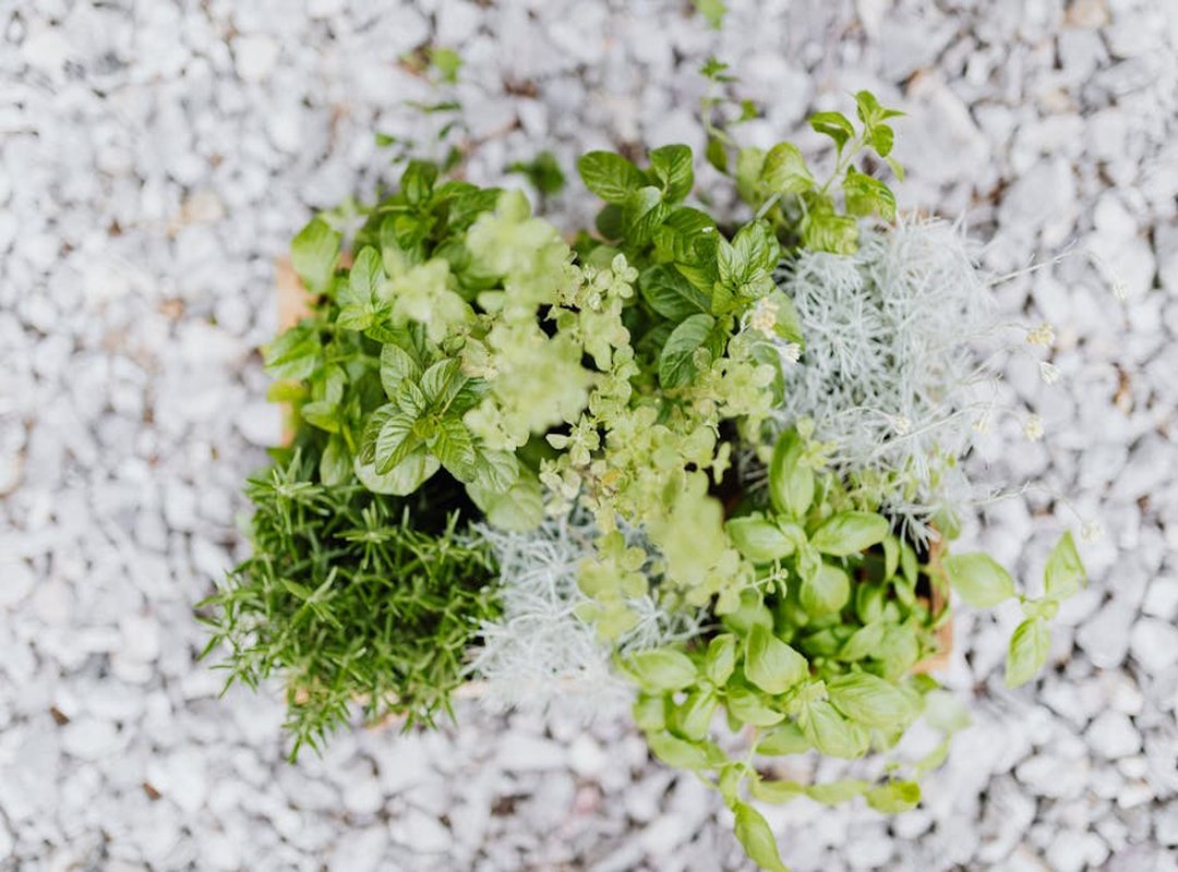 What Do I Need to Start a Herb Garden Appcyard